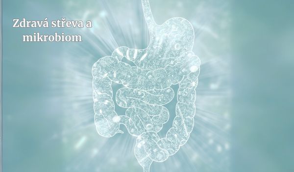 Hormony jako symfonie našeho těla-1 část