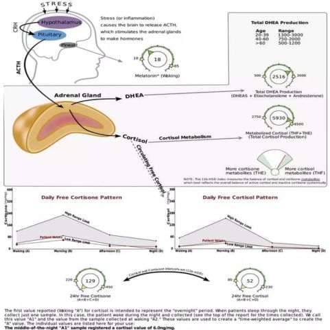Hormonální test DUTCH - Analýza hormonů, kortizolu a oxidačního stresu