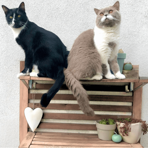 Objevte svět Chizen | Workshopy a prodej svíček