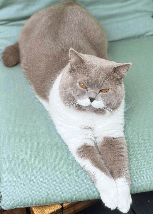 Objevte svět Chizen | Workshopy a prodej svíček