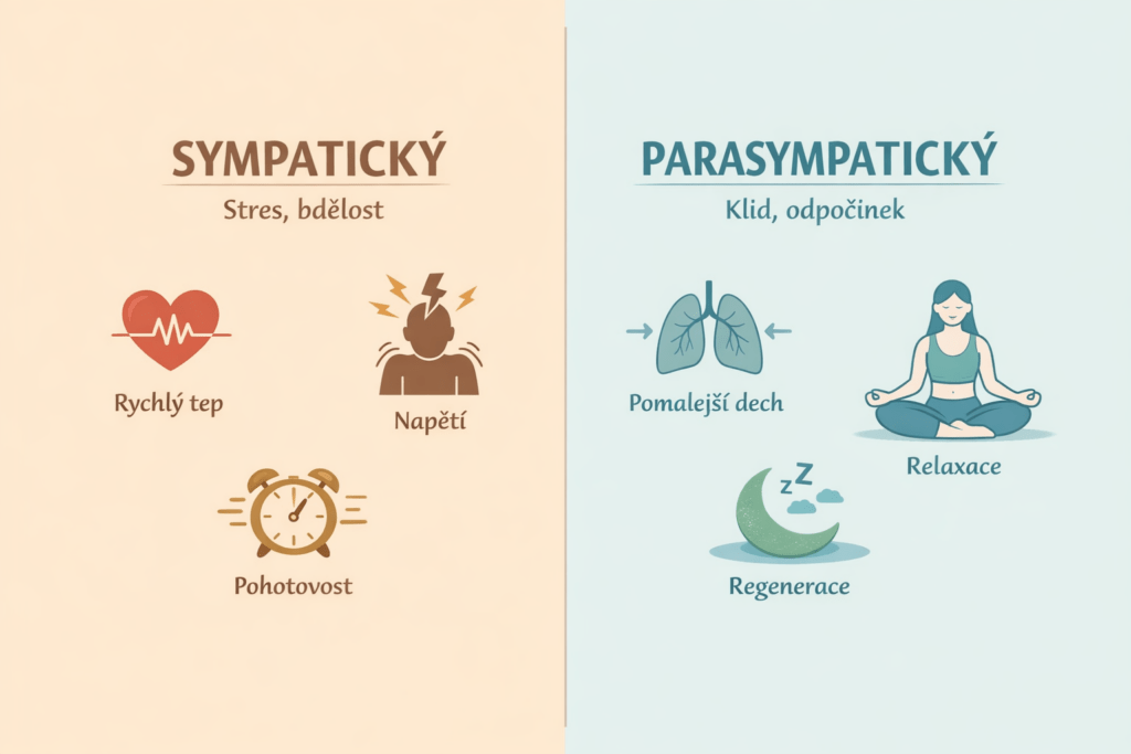 parasympatikus vs sympatikus
